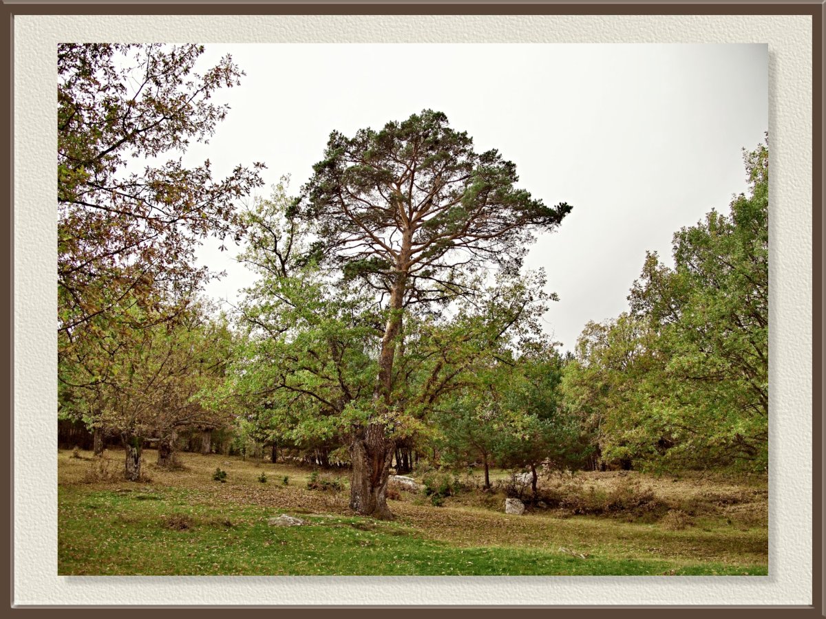 Seis fotos de árboles… y un árbol doble 