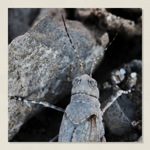  Insectos de otoño: entre colores ocultos y camuflajes perfectos 